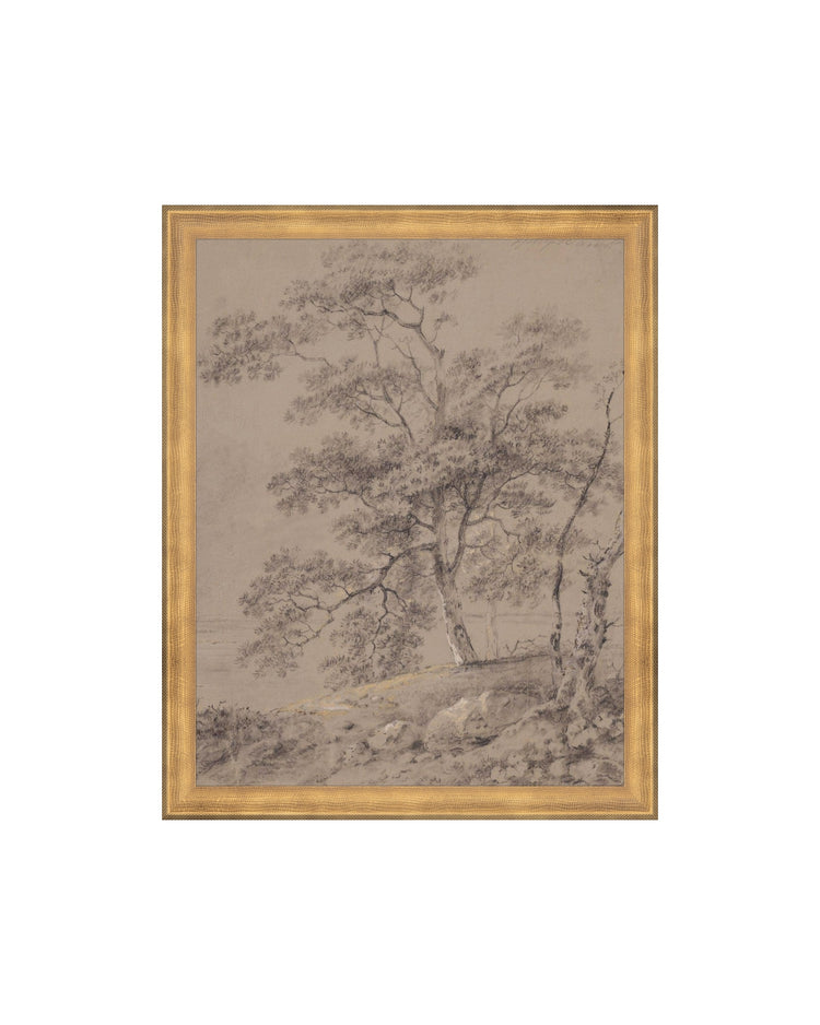 Woodland Sketch