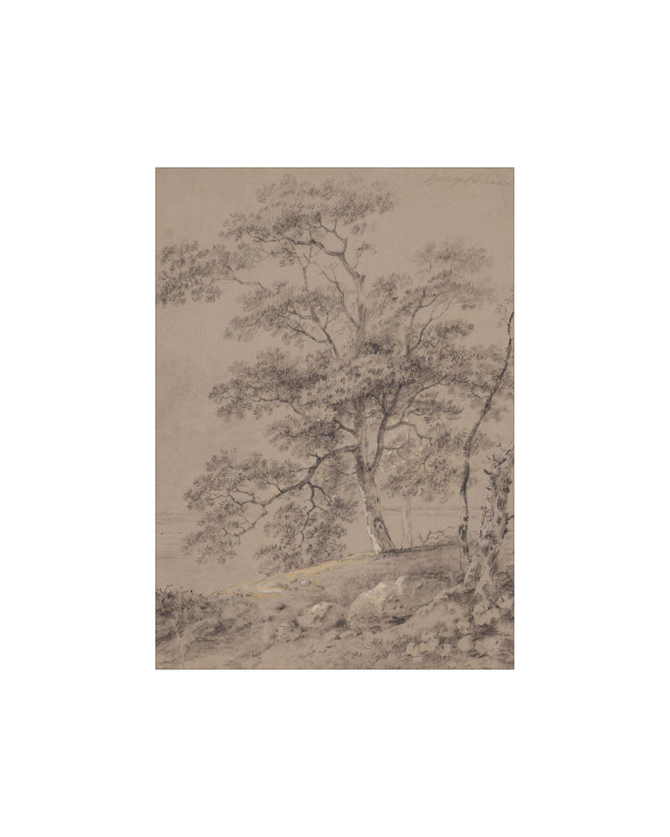 Woodland Sketch