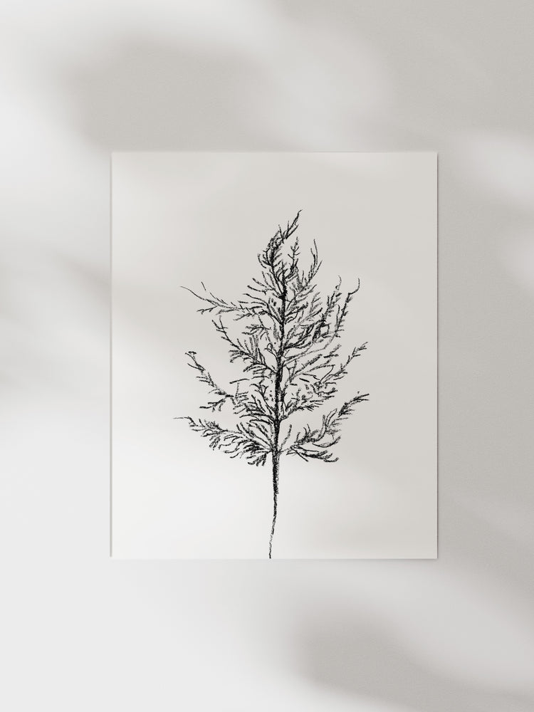 Berry Stem