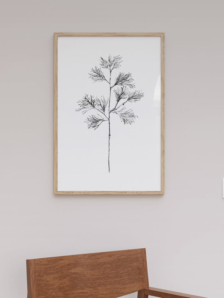 Cedar Stem