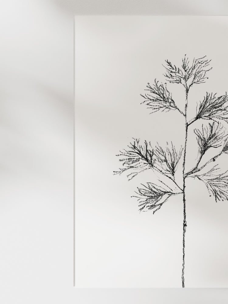 Cedar Stem