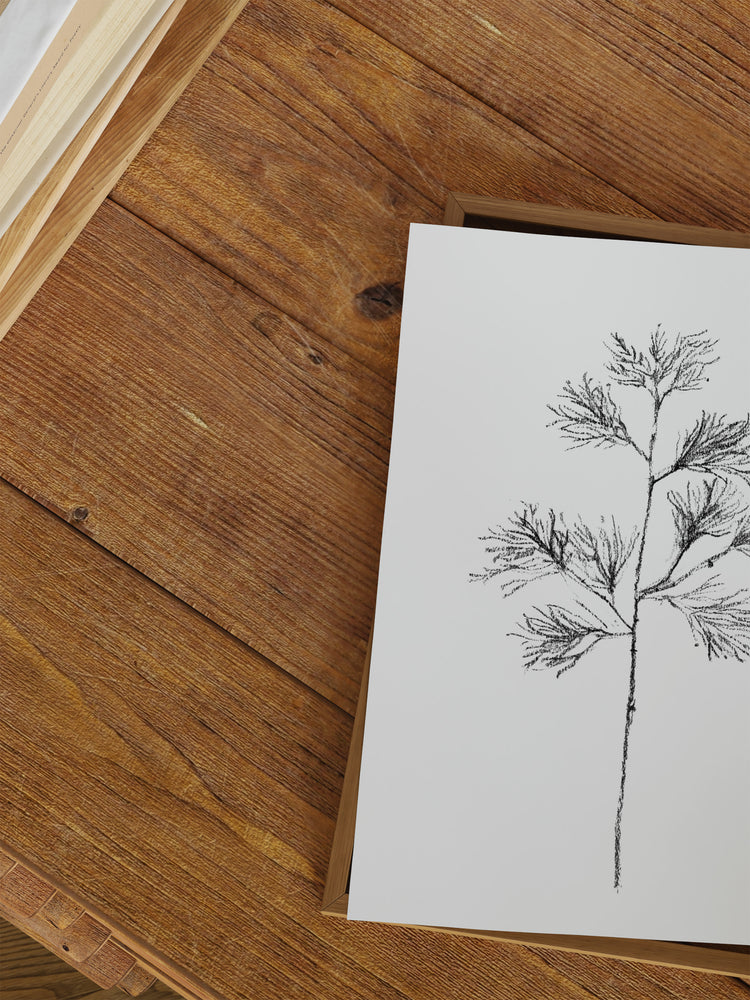 Cedar Stem