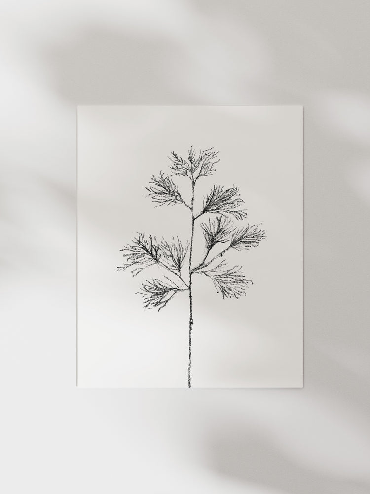 Cedar Stem