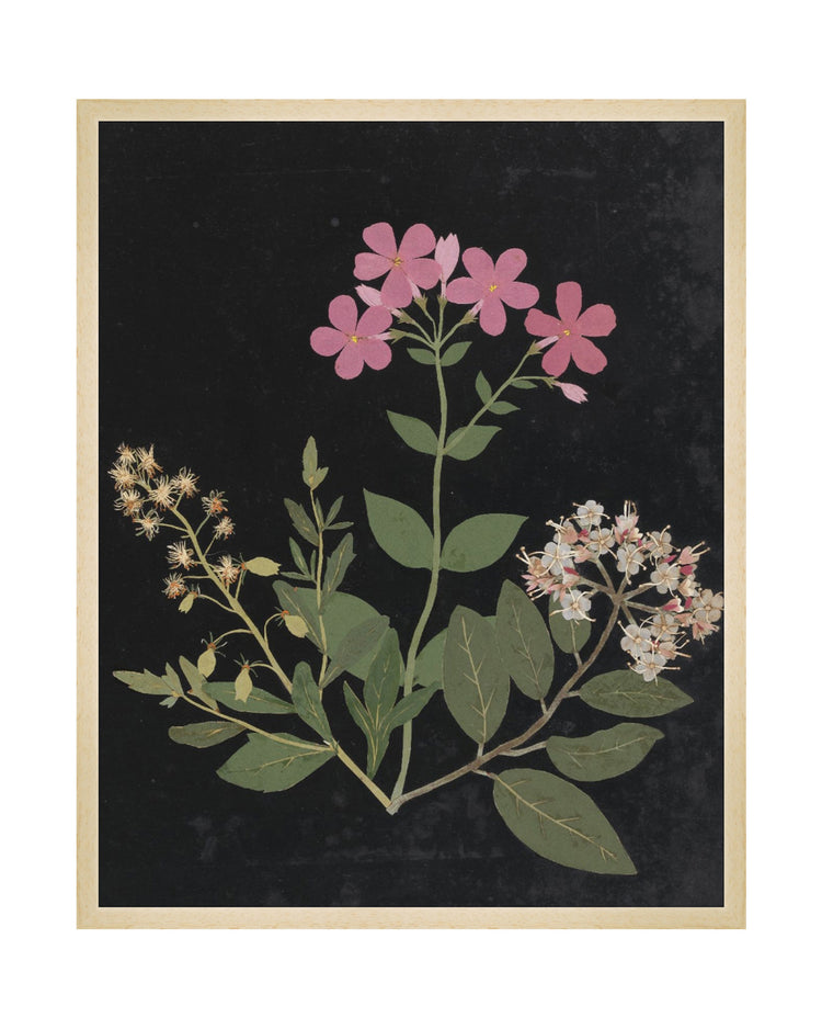 Flower Study I