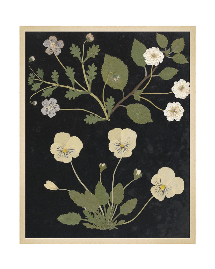 Flower Study II