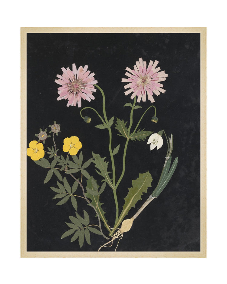 Flower Study III