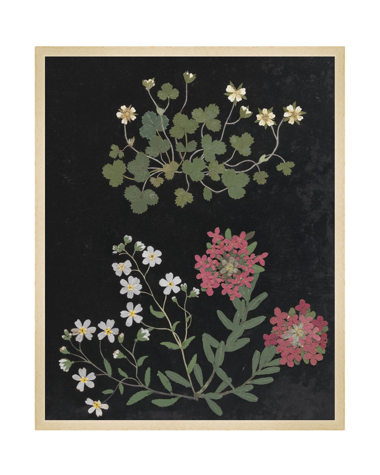 Flower Study IV