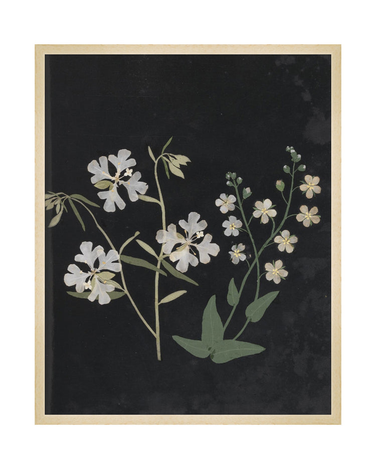 Flower Study VII