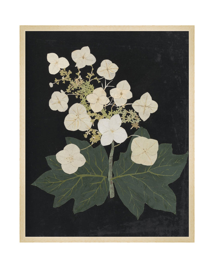 Flower Study VI