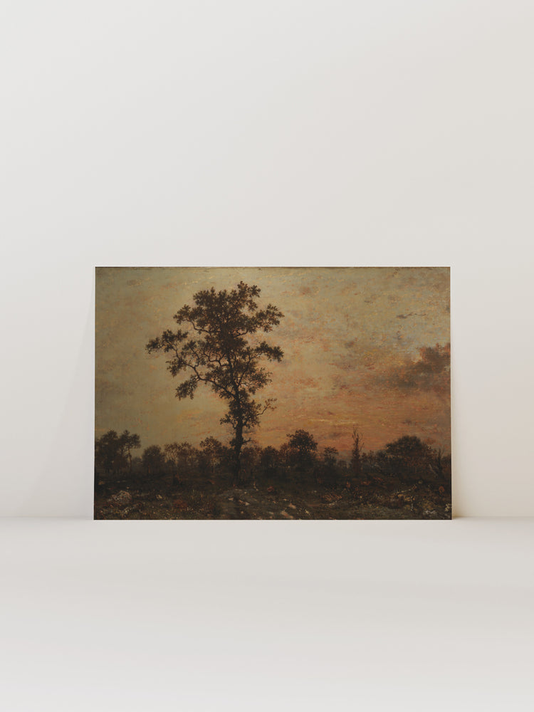 Forest At Dawn