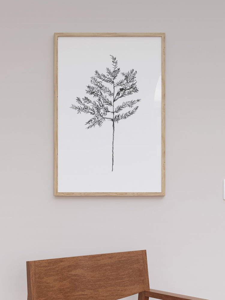 Hemlock Stem