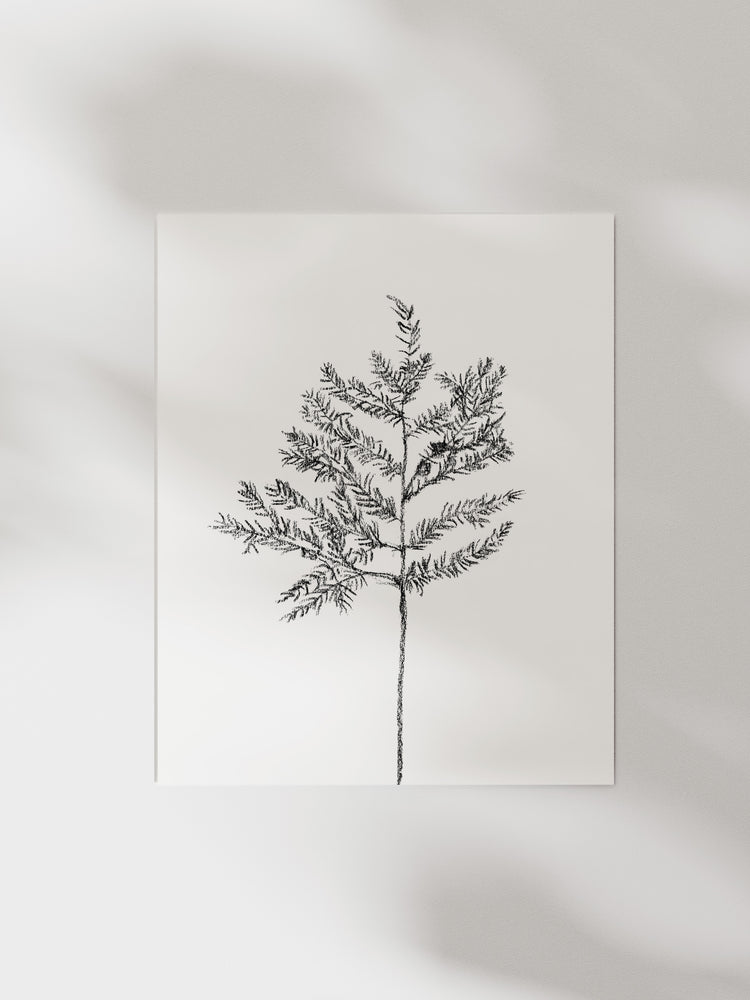 Hemlock Stem