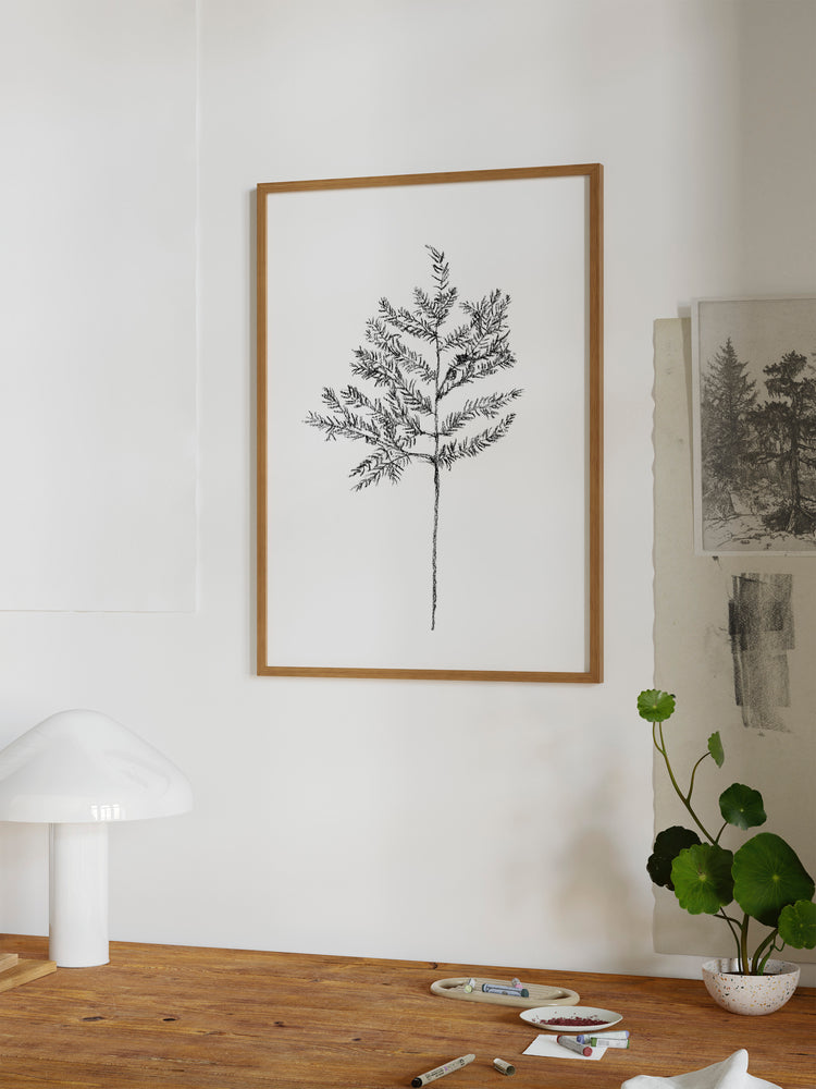 Hemlock Stem