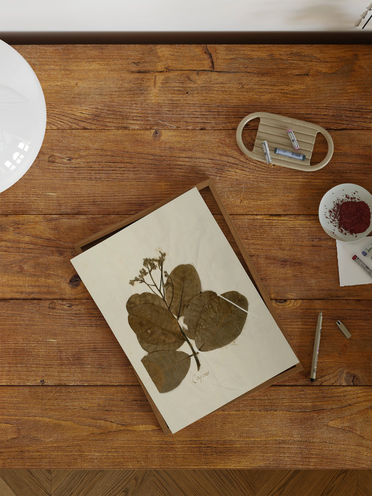Herbarium IX