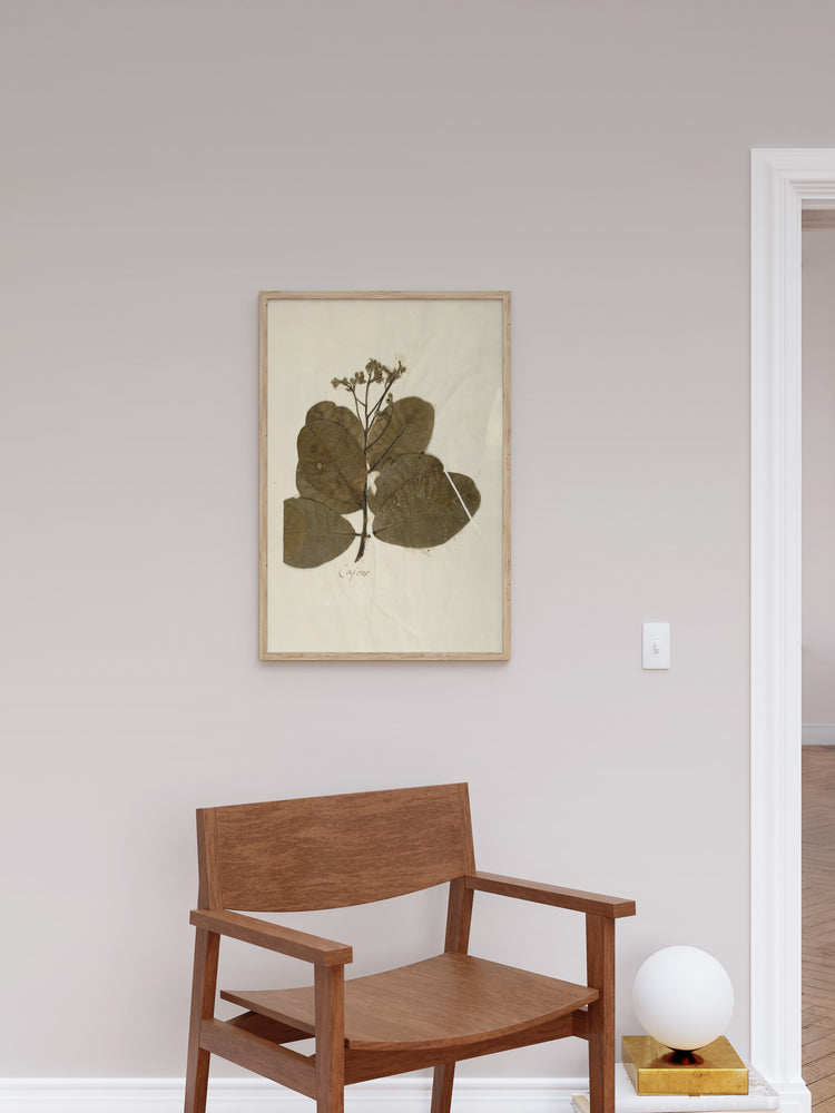 Herbarium IX
