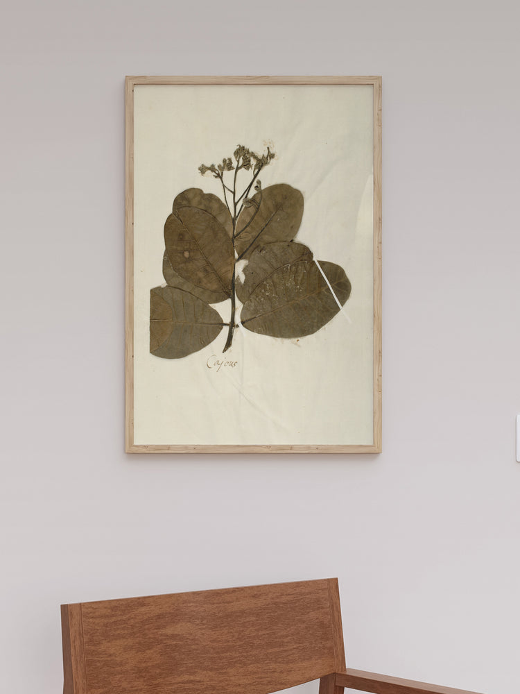 Herbarium IX