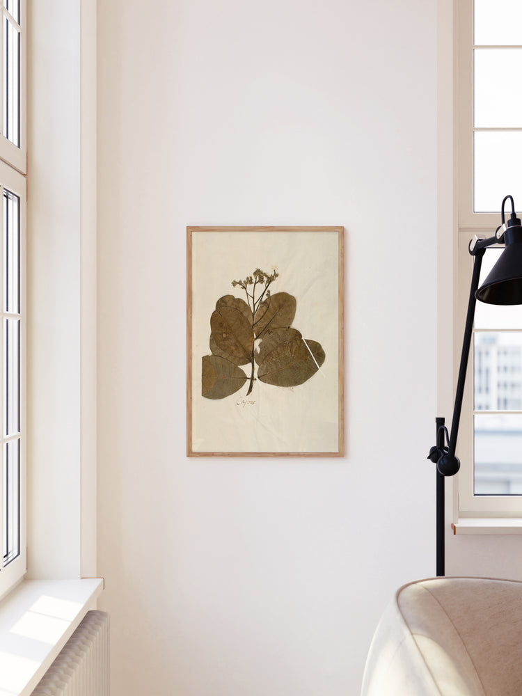 Herbarium IX