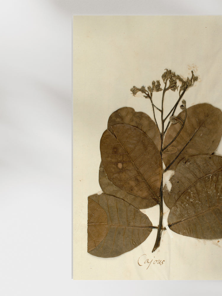 Herbarium IX
