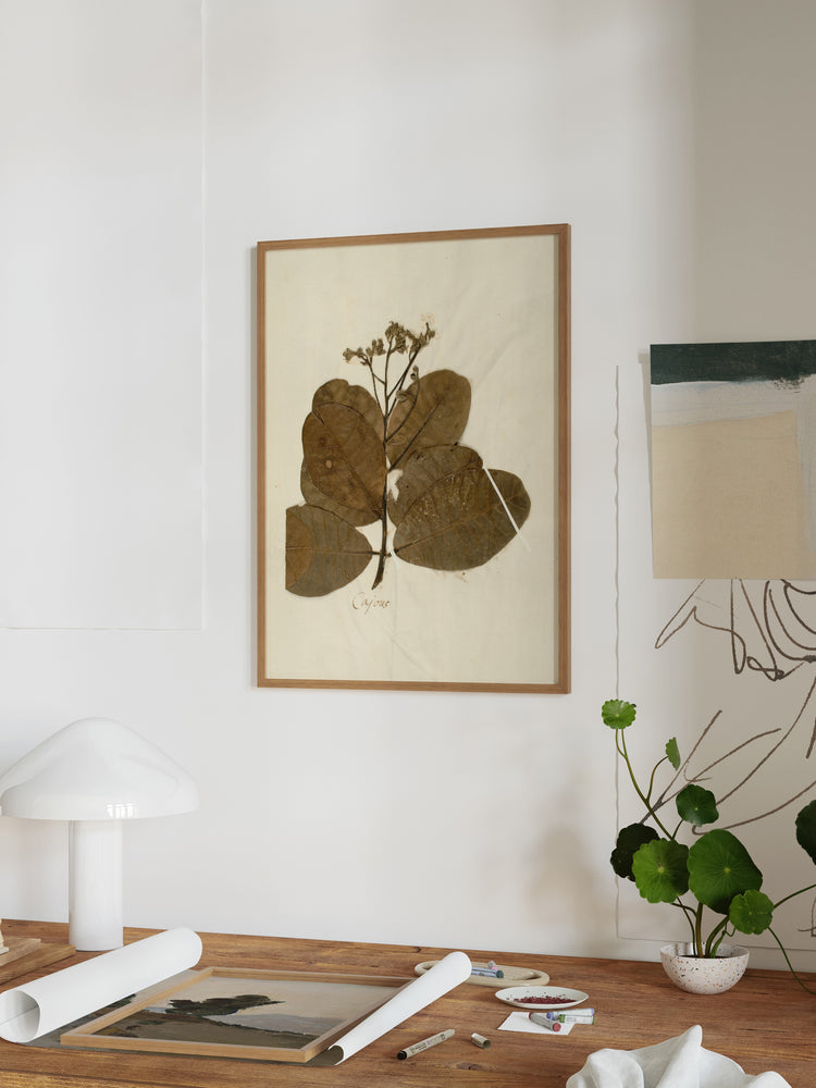 Herbarium IX