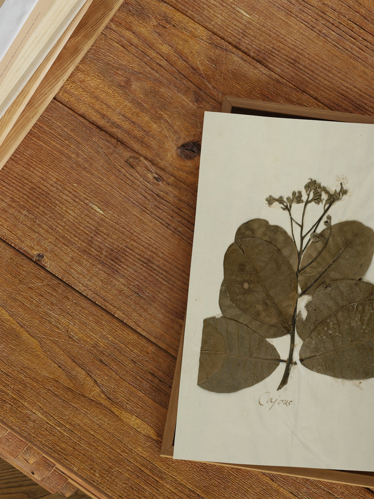 Herbarium IX