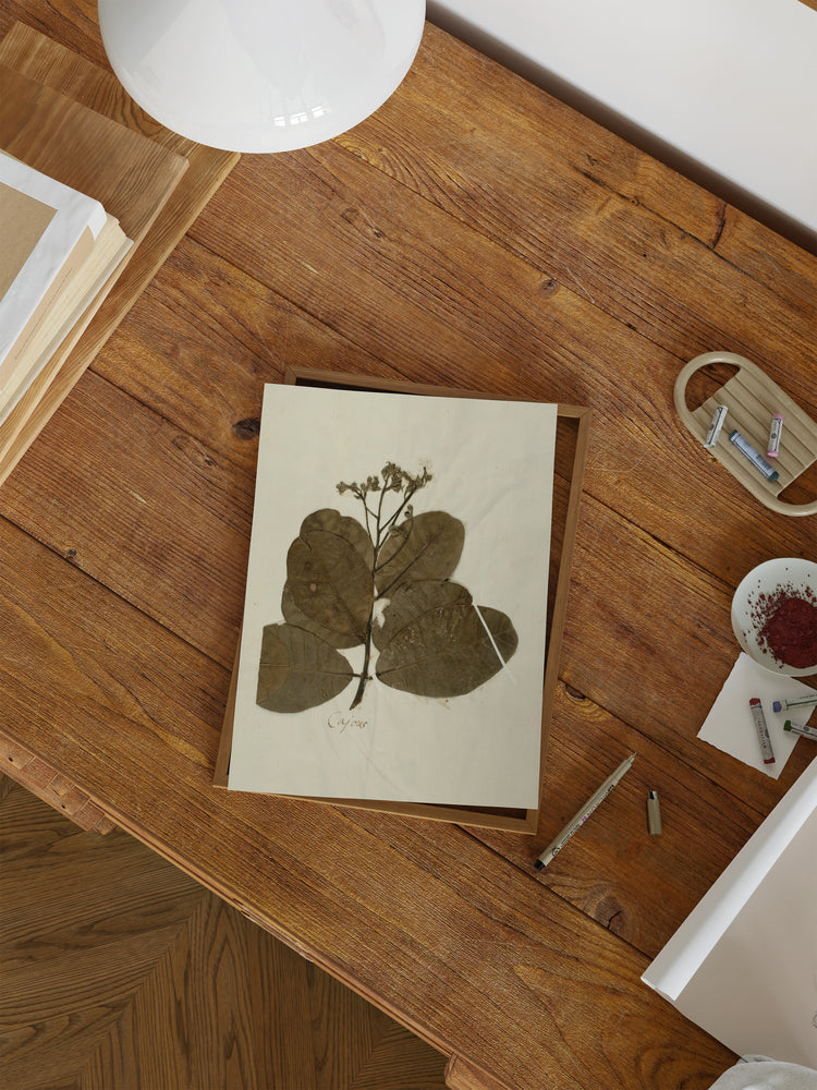 Herbarium IX