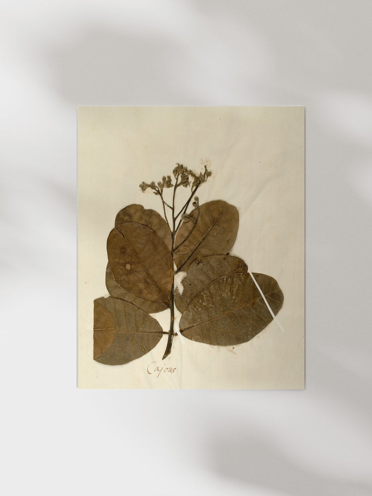 Herbarium IX