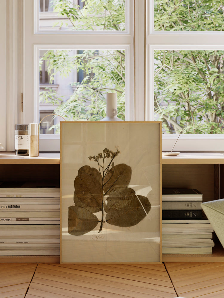 Herbarium IX