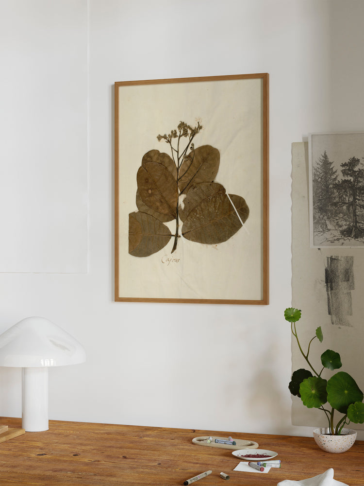 Herbarium IX