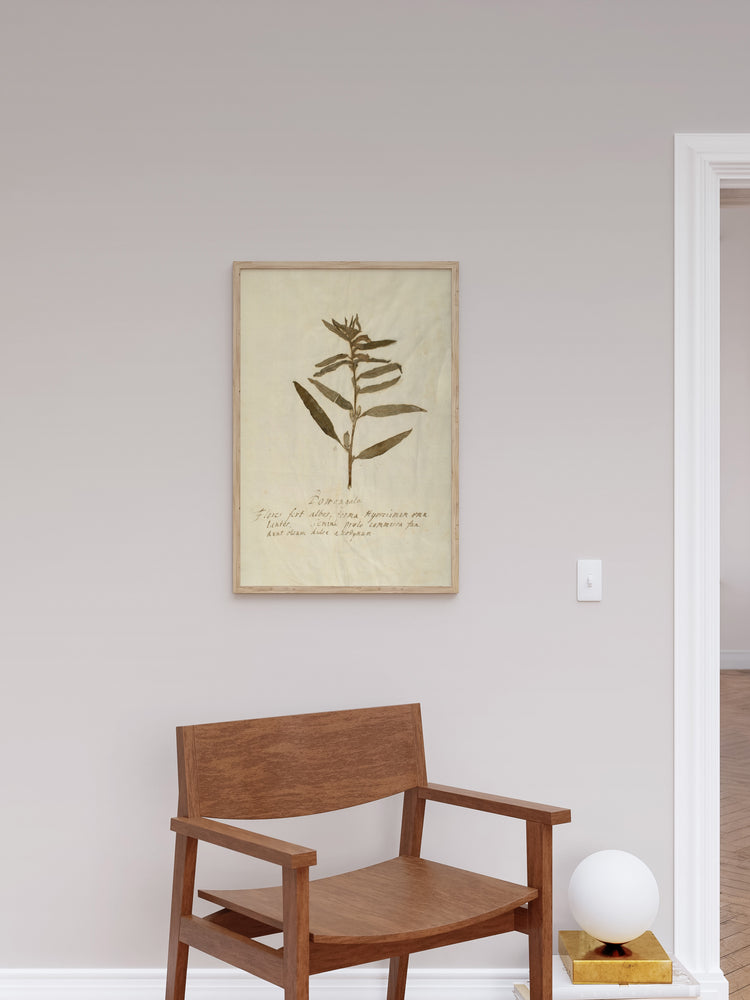 Herbarium VIII