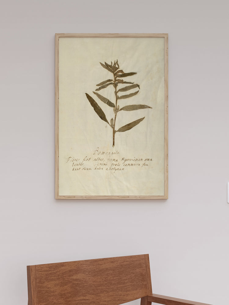 Herbarium VIII
