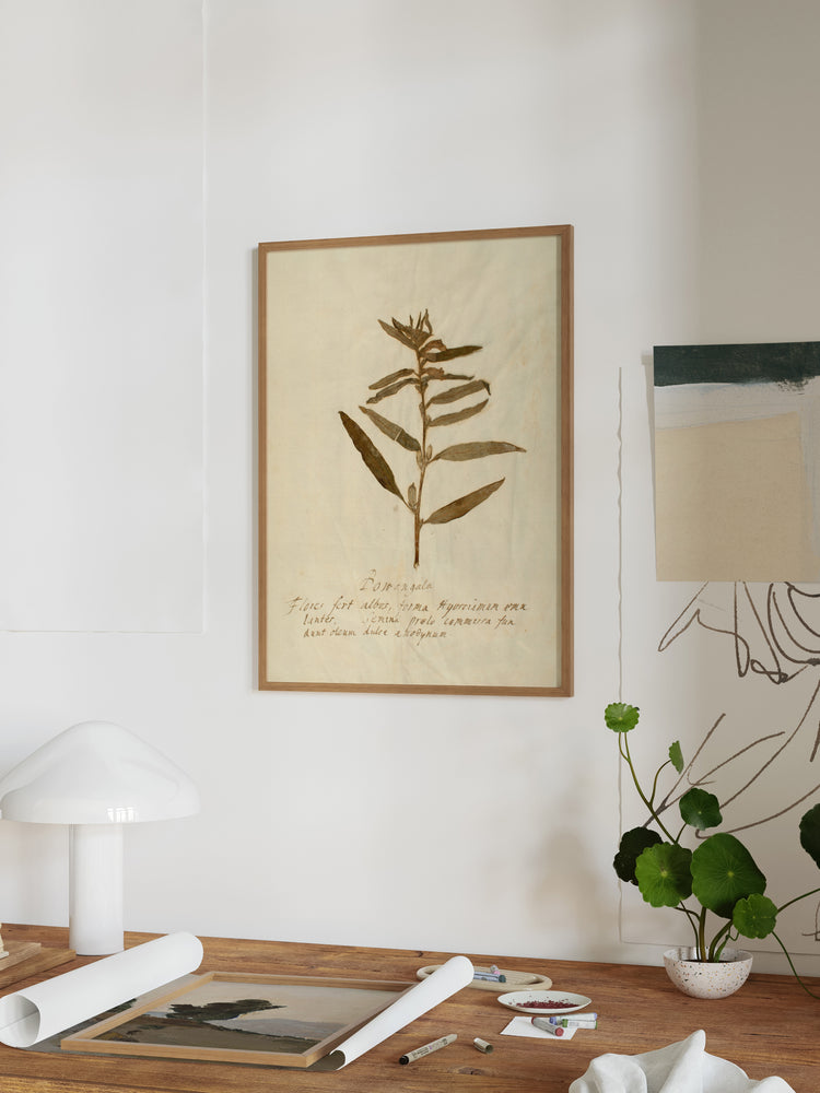 Herbarium VIII
