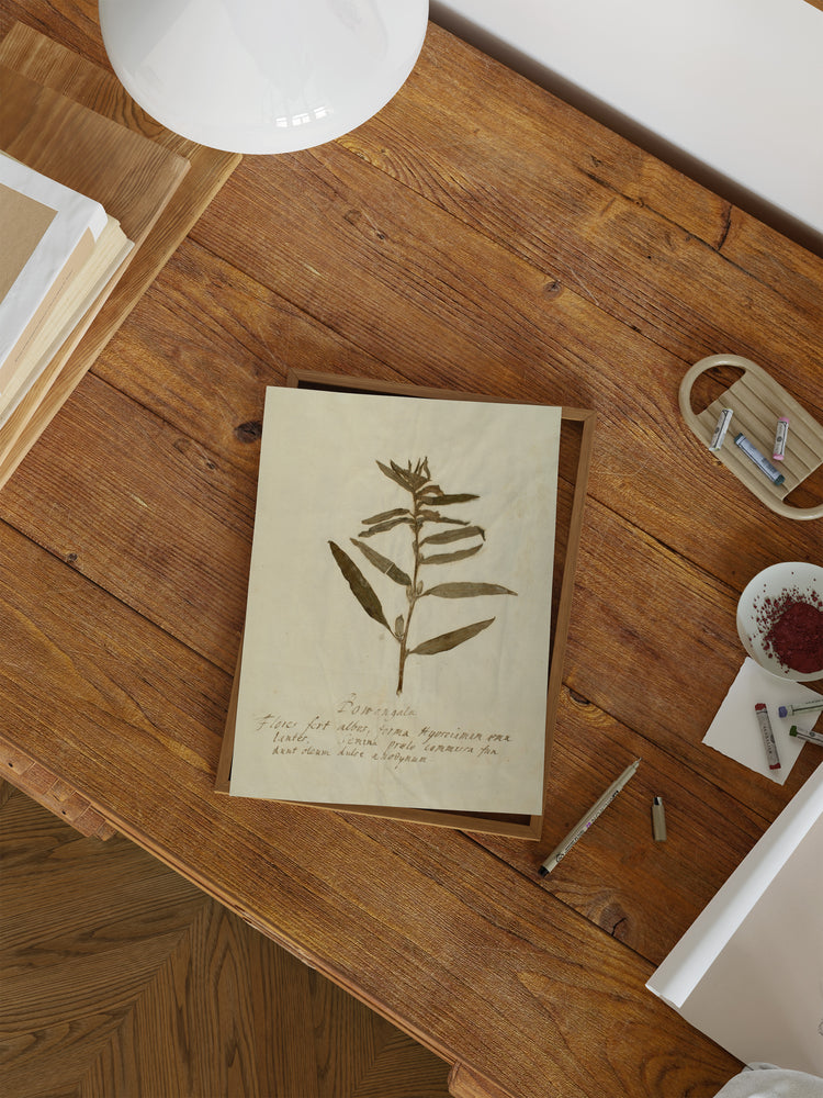 Herbarium VIII