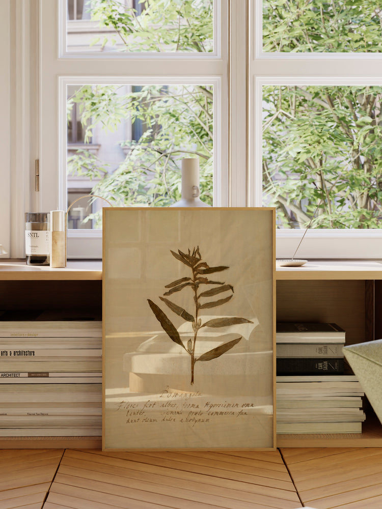 Herbarium VIII