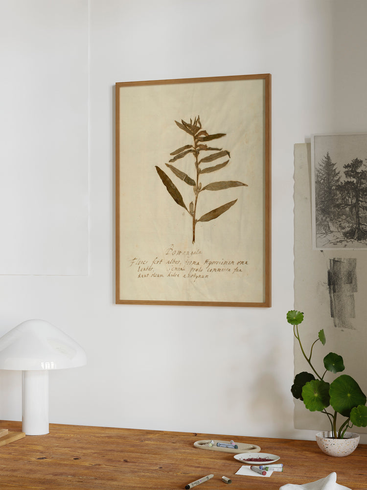 Herbarium VIII