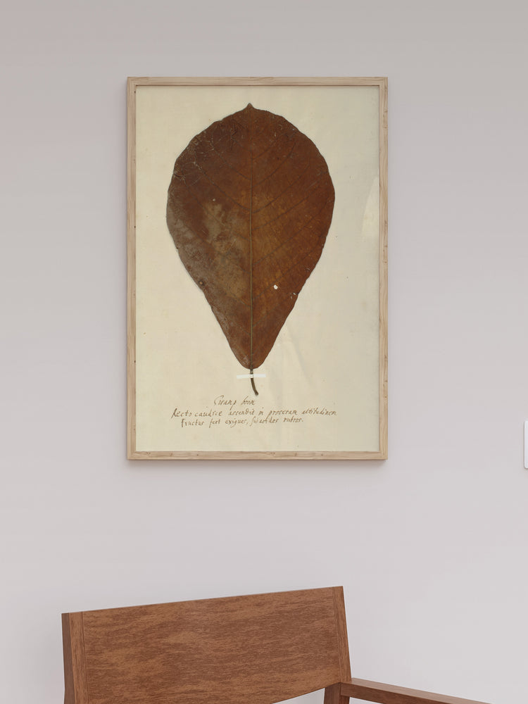 Herbarium XIII