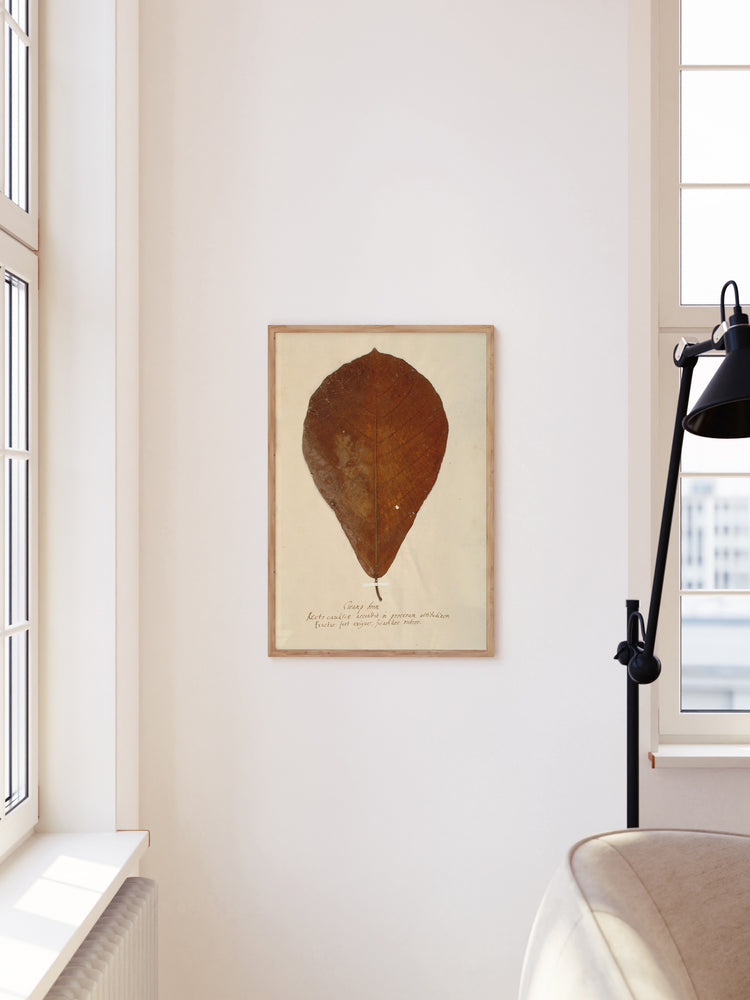 Herbarium XIII