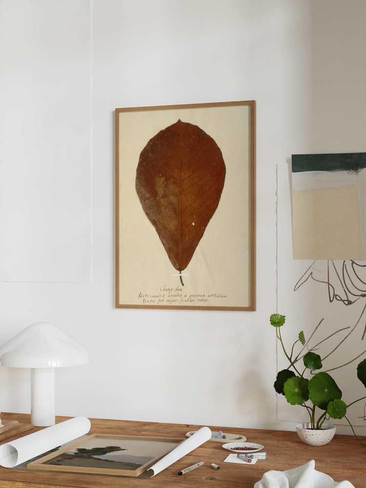 Herbarium XIII