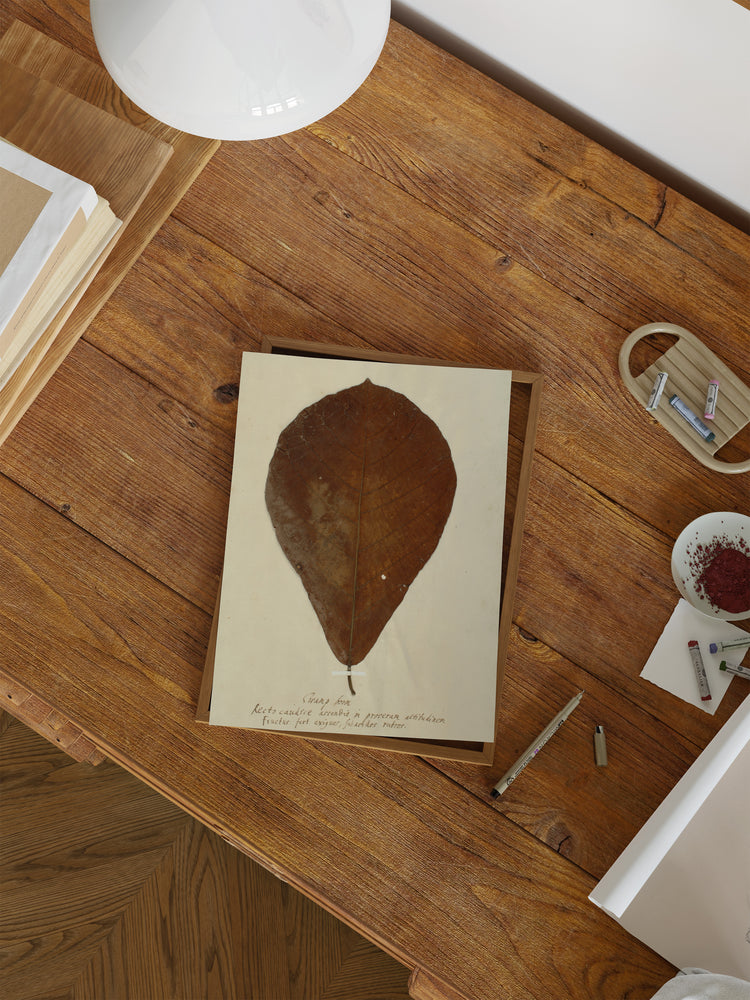 Herbarium XIII