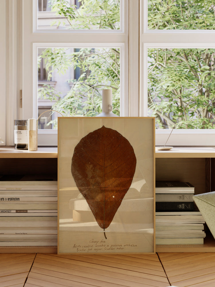 Herbarium XIII