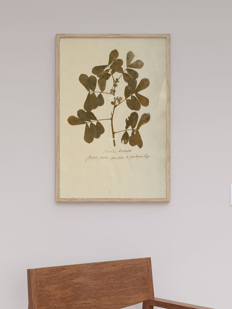 Herbarium XII