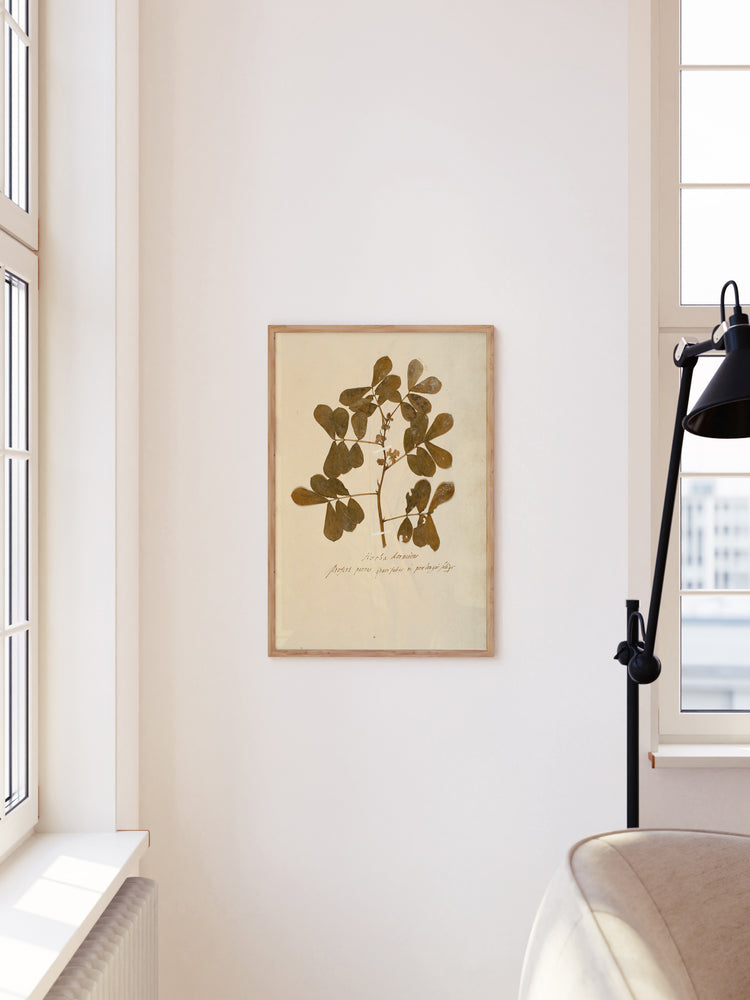 Herbarium XII