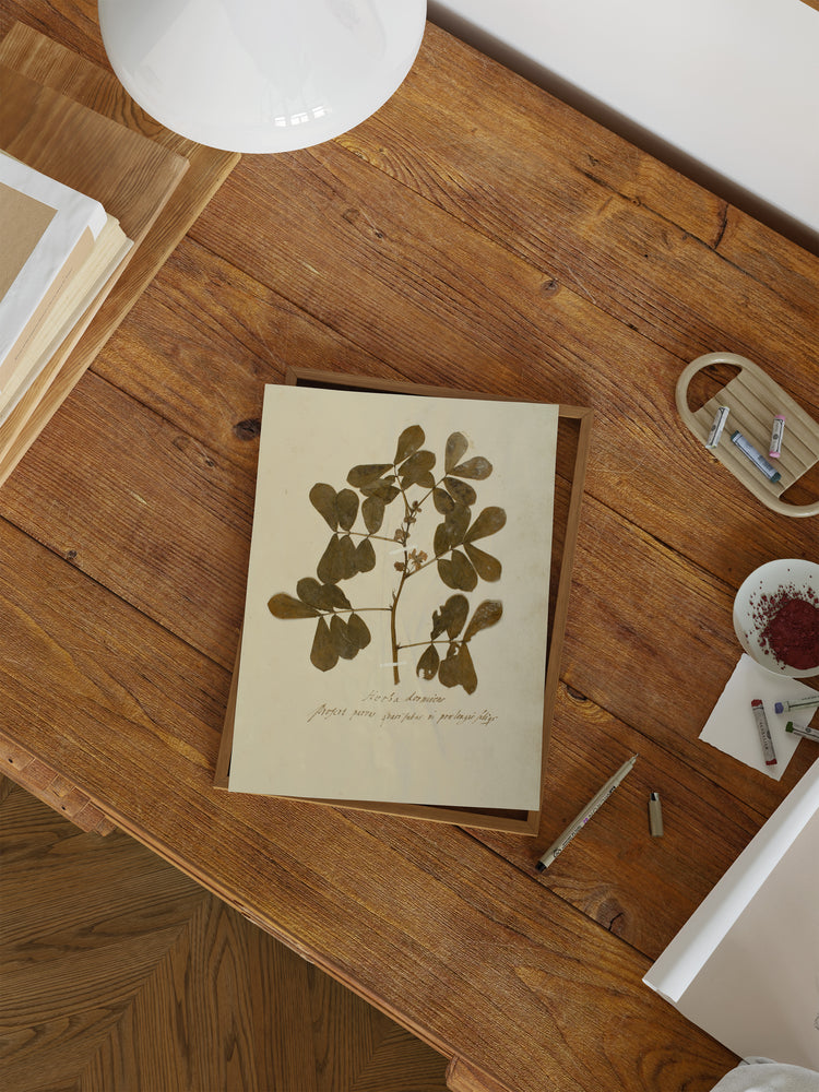 Herbarium XII