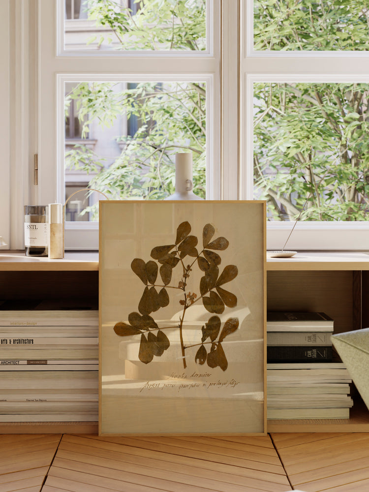 Herbarium XII