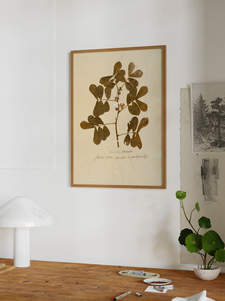 Herbarium XII