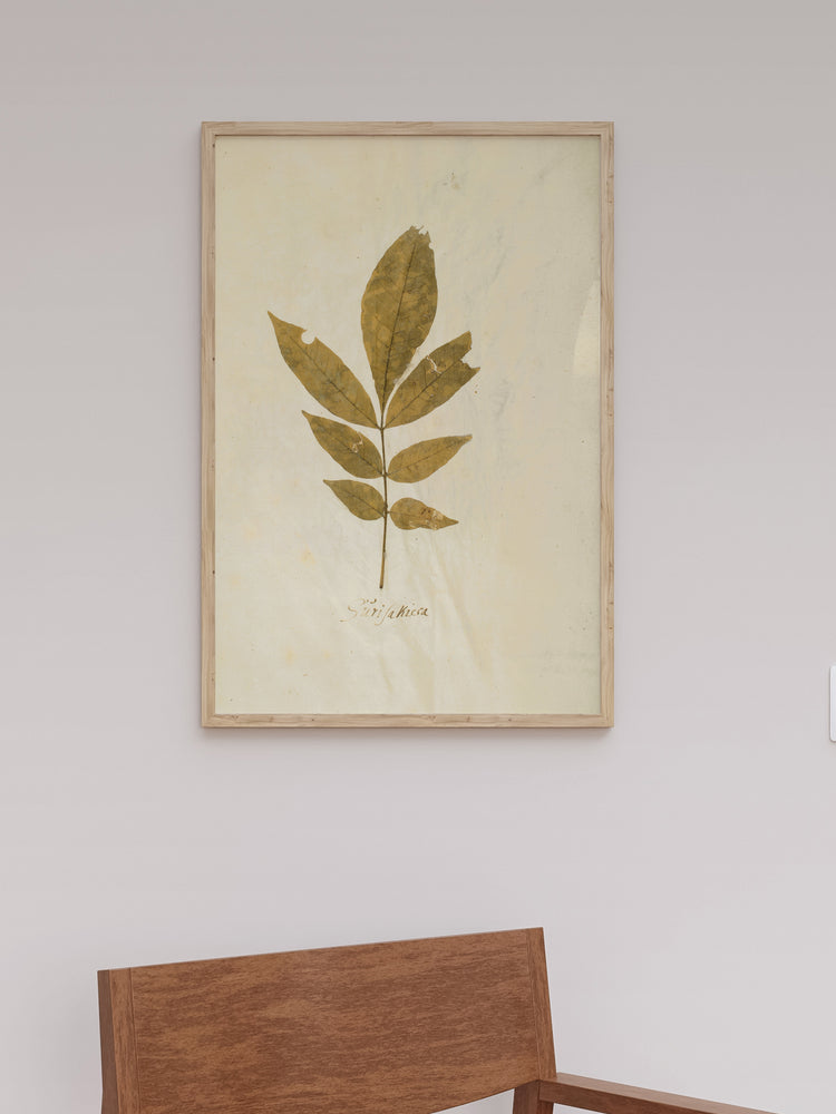 Herbarium XI