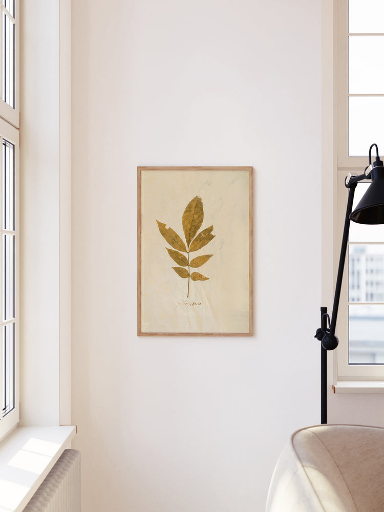 Herbarium XI