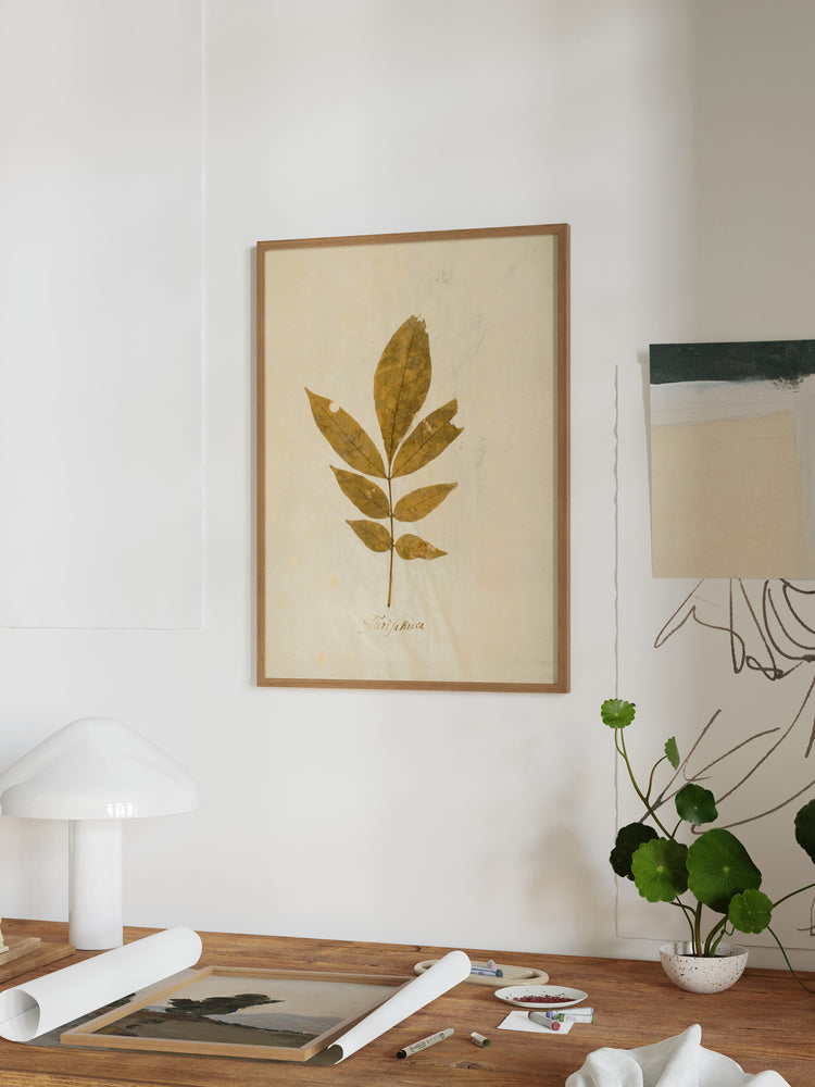 Herbarium XI
