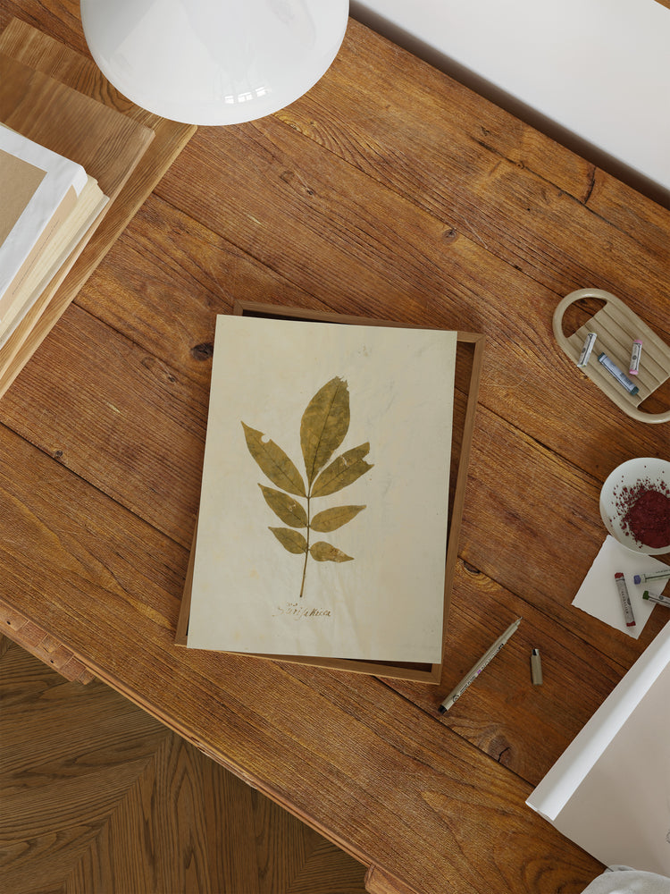 Herbarium XI