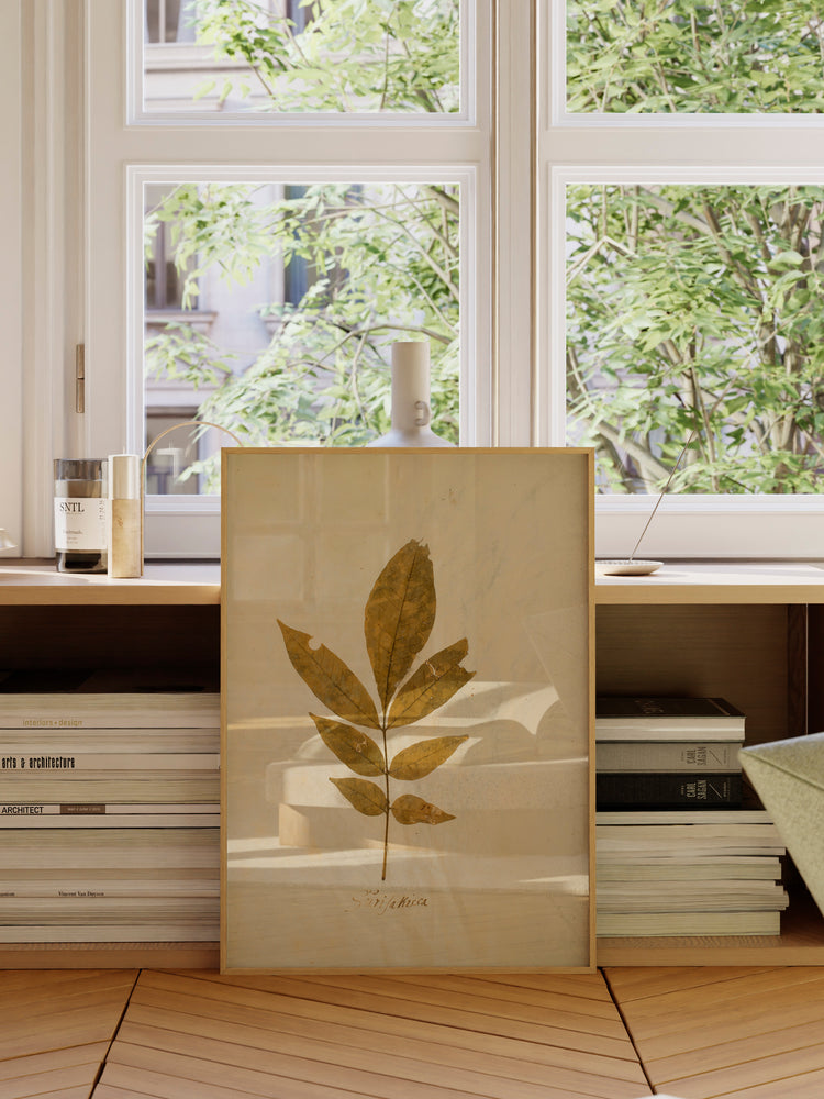 Herbarium XI