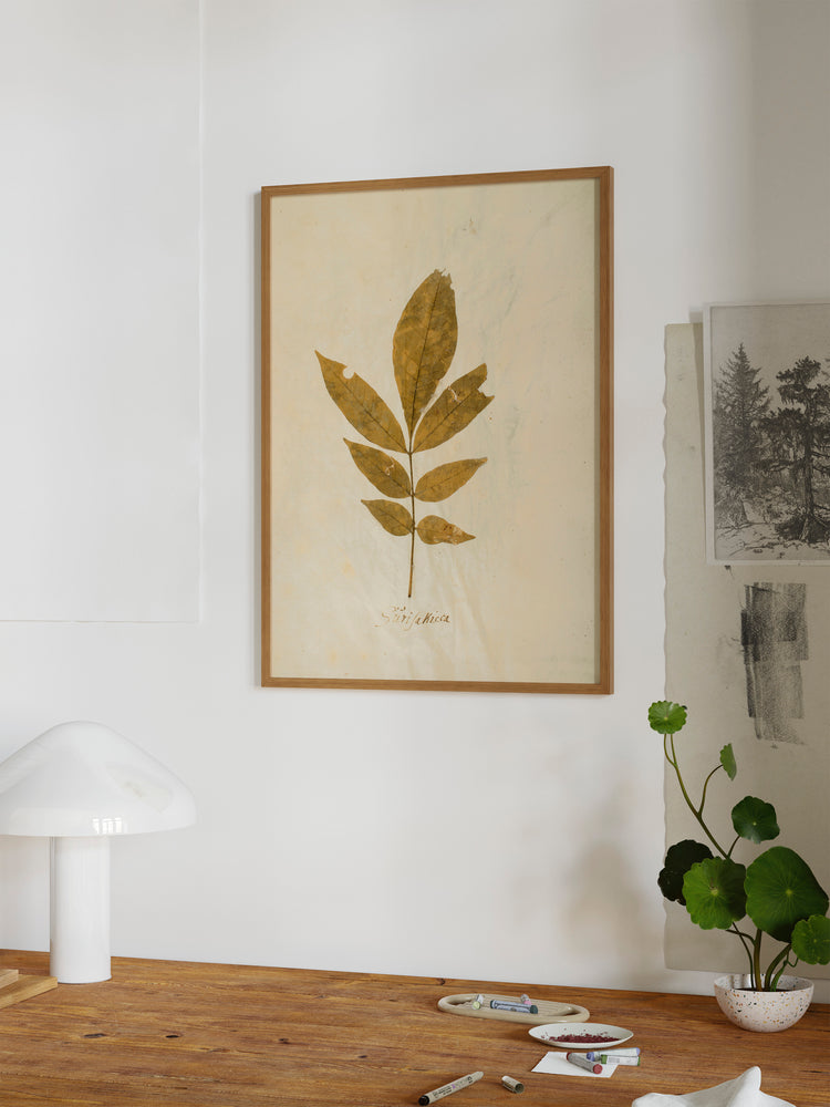 Herbarium XI